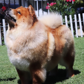 Cross B Queen of Hearts