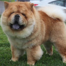 Freddie De Los Perros De Bigo