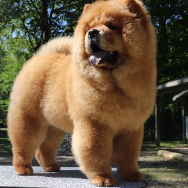 Soho of the Blue Mystery