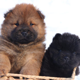 Puppies Cartier & Phoenix