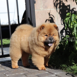 Tokio of The Secret Temple